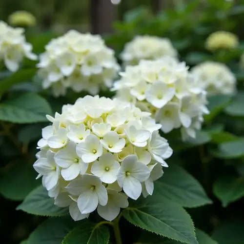 Combo Floral  Glicinias + Hortensia - Dúo Regalo de la Naturaleza