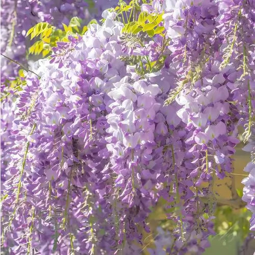 Combo Floral  Glicinias + Hortensia - Dúo Regalo de la Naturaleza