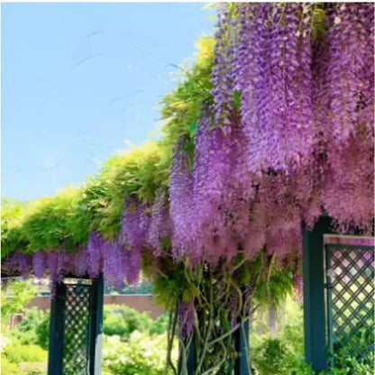 Combo Floral  Glicinias + Hortensia - Dúo Regalo de la Naturaleza