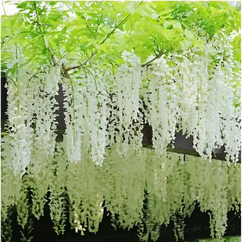 Combo Floral  Glicinias + Hortensia - Dúo Regalo de la Naturaleza