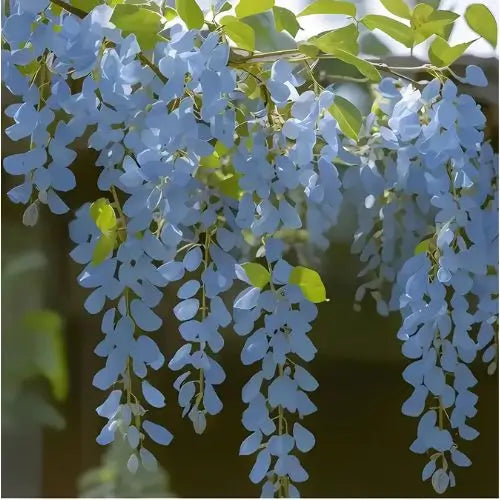 Combo Floral  Glicinias + Hortensia - Dúo Regalo de la Naturaleza