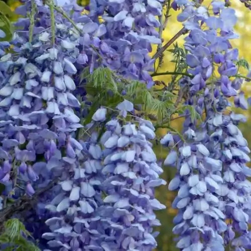 Combo Floral  Glicinias + Hortensia - Dúo Regalo de la Naturaleza