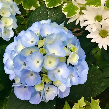 Combo Floral  Glicinias + Hortensia - Dúo Regalo de la Naturaleza