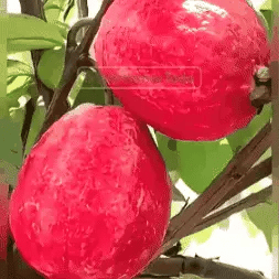 Semillas de Tu Árbol Tropical de Guayaba Roja Orgánica