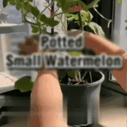 Semillas de Sandía Express Baby