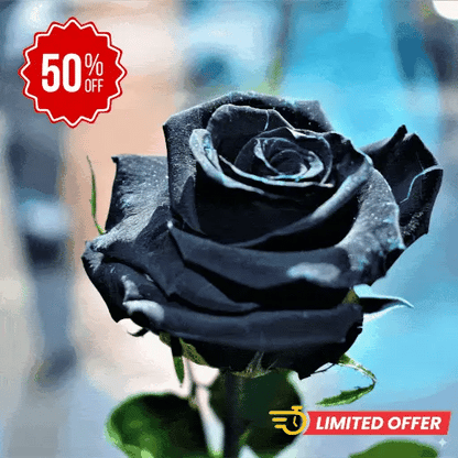 Semillas Exóticas de Rosa Roja y Negra