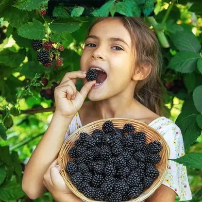 Combo PROMO: 200 Semillas Mora + 200 Semillas Fresa