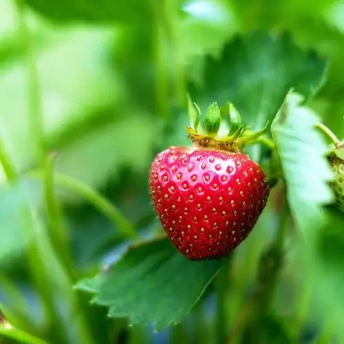 Combo PROMO: 200 Semillas Mora + 200 Semillas Fresa