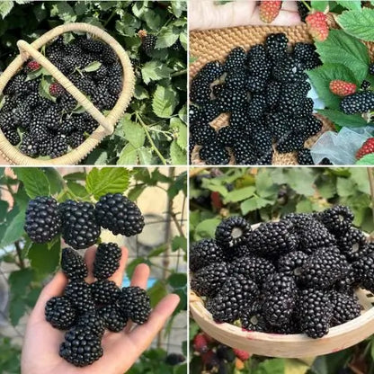 Combo PROMO: 200 Semillas Mora + 200 Semillas Fresa