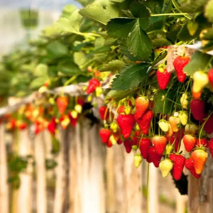 Combo PROMO: 200 Semillas Mora + 200 Semillas Fresa