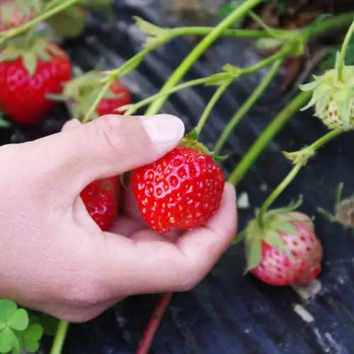 Combo PROMO: 200 Semillas Mora + 200 Semillas Fresa