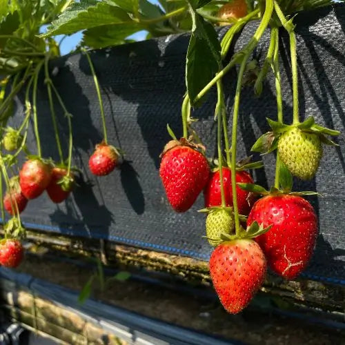 Combo PROMO: 200 Semillas Mora + 200 Semillas Fresa