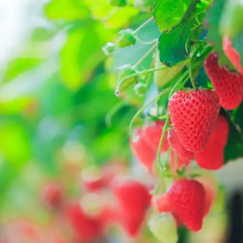 Combo PROMO: 200 Semillas Mora + 200 Semillas Fresa