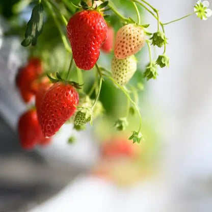 Combo PROMO: 200 Semillas Mora + 200 Semillas Fresa