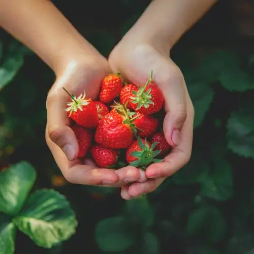 Combo PROMO: 200 Semillas Mora + 200 Semillas Fresa