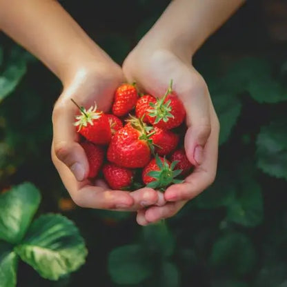 Combo PROMO: 200 Semillas Mora + 200 Semillas Fresa