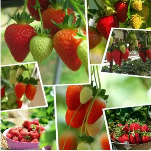 Combo PROMO: 200 Semillas Mora + 200 Semillas Fresa