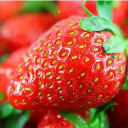 Combo PROMO: 200 Semillas Mora + 200 Semillas Fresa