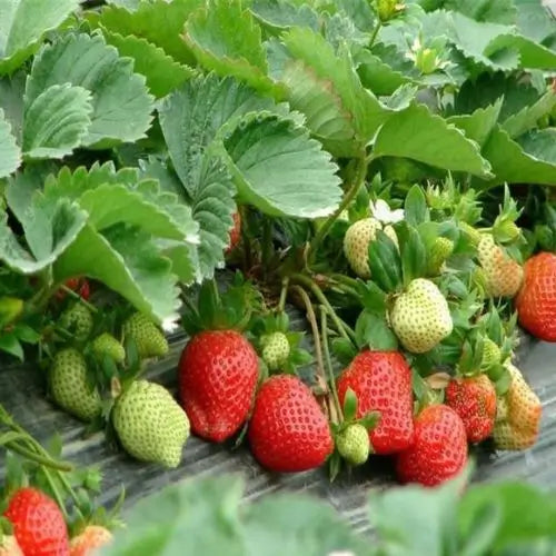 Combo PROMO: 200 Semillas Mora + 200 Semillas Fresa