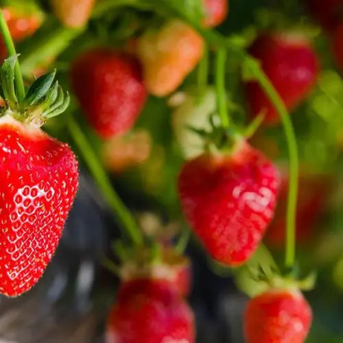 Combo PROMO: 200 Semillas Mora + 200 Semillas Fresa