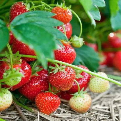 Combo PROMO: 200 Semillas Mora + 200 Semillas Fresa