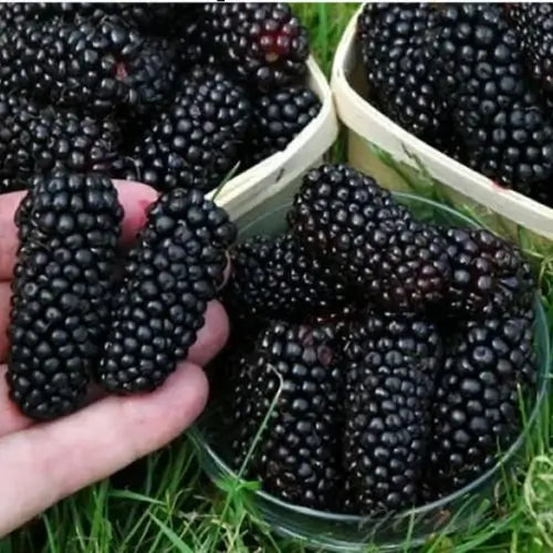 Combo PROMO: 200 Semillas Mora + 200 Semillas Fresa