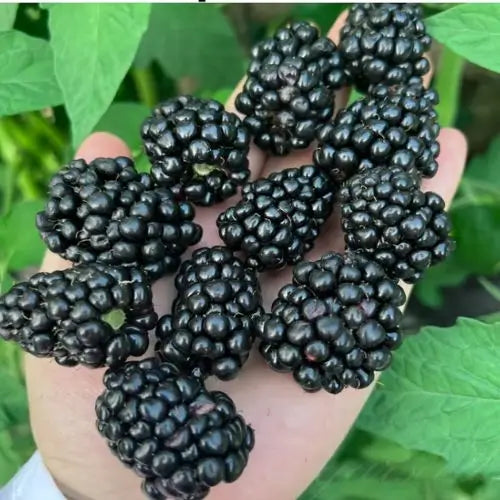 Combo PROMO: 200 Semillas Mora + 200 Semillas Fresa