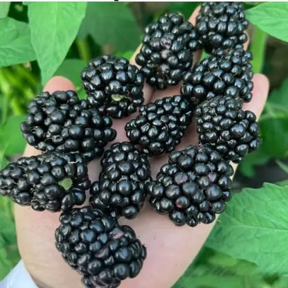 Combo PROMO: 200 Semillas Mora + 200 Semillas Fresa