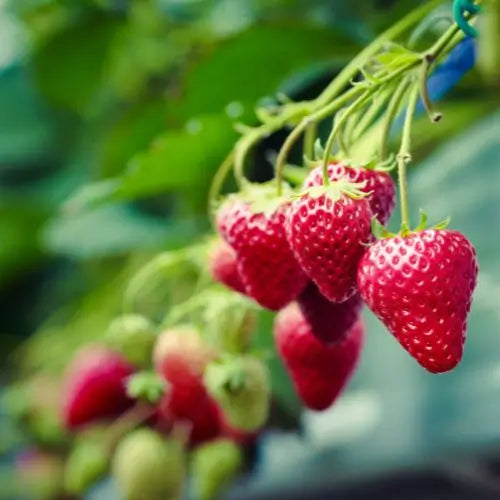 Combo PROMO: 200 Semillas Mora + 200 Semillas Fresa