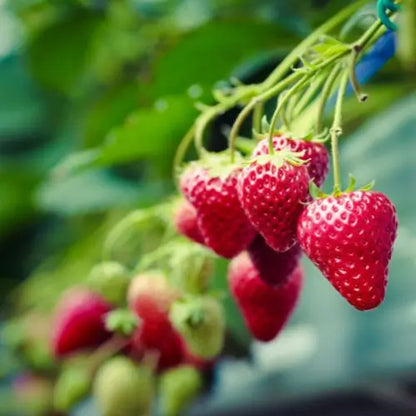 Combo PROMO: 200 Semillas Mora + 200 Semillas Fresa