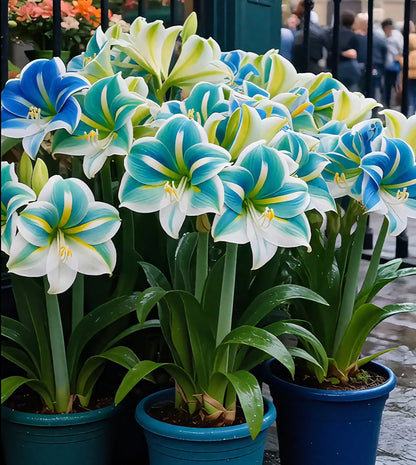 Bulbos de Tulipanes Perfumados De Doble Pétalo