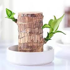 Planta Brasil de la Suerte