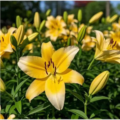 Semillas de Lirios Vibrantes - Flores Perfumadas Encantadoras