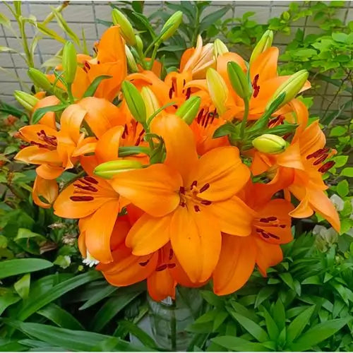 Semillas de Lirios Vibrantes - Flores Perfumadas Encantadoras