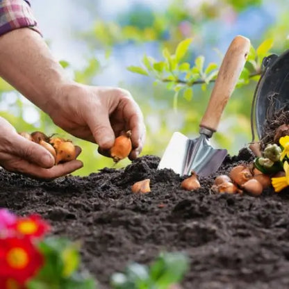 Semillas de Lirios Vibrantes - Flores Perfumadas Encantadoras