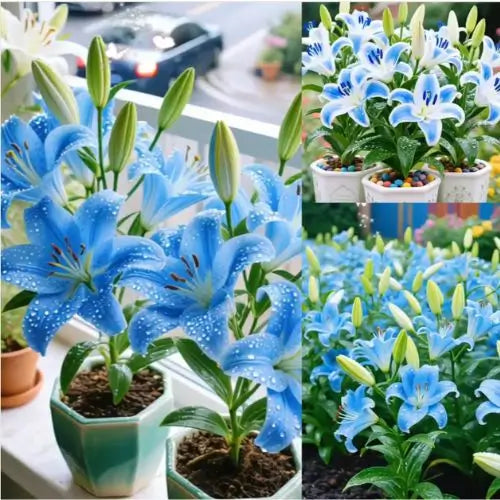 Semillas de Lirios Vibrantes - Flores Perfumadas Encantadoras