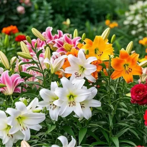 Semillas de Lirios Vibrantes - Flores Perfumadas Encantadoras