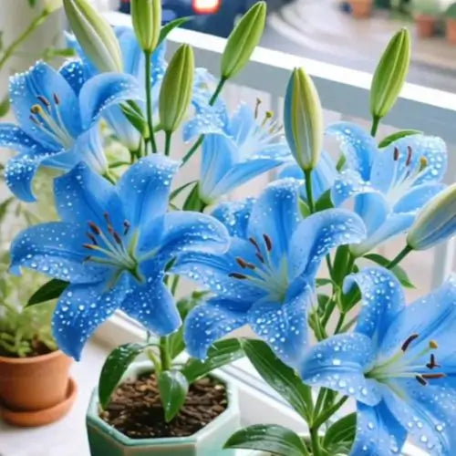 Semillas de Lirios Vibrantes - Flores Perfumadas Encantadoras