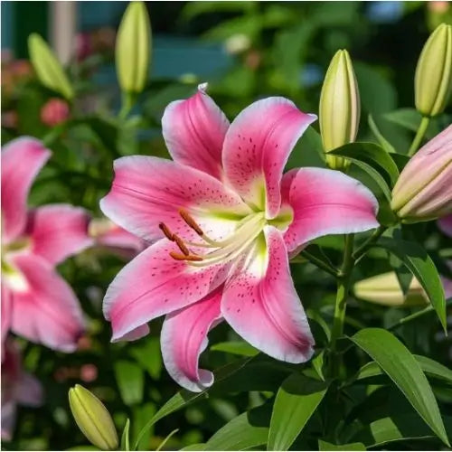 Semillas de Lirios Vibrantes - Flores Perfumadas Encantadoras