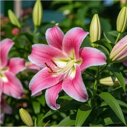 Semillas de Lirios Vibrantes - Flores Perfumadas Encantadoras