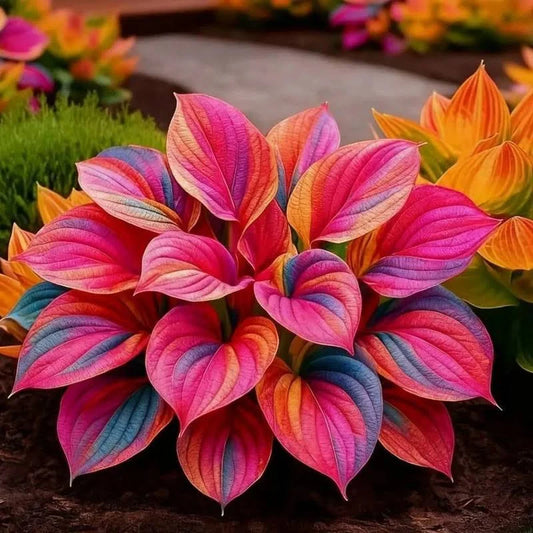 Hosta de Colores 2x1 | regalo para mamá